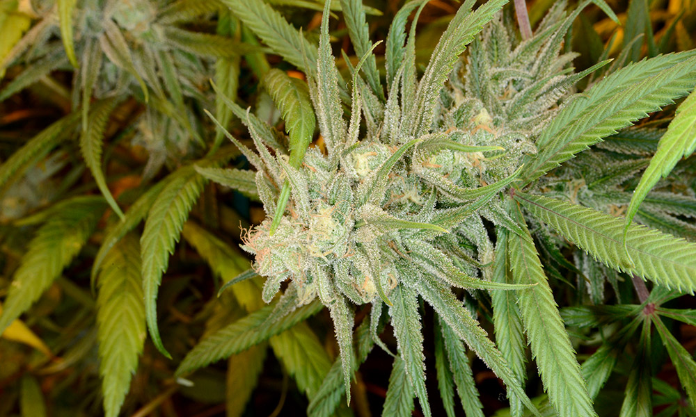 Combat rhume Symptomes Cannabis