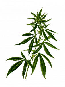 Comment combattre les symptômes du rhume avec du Cannabis