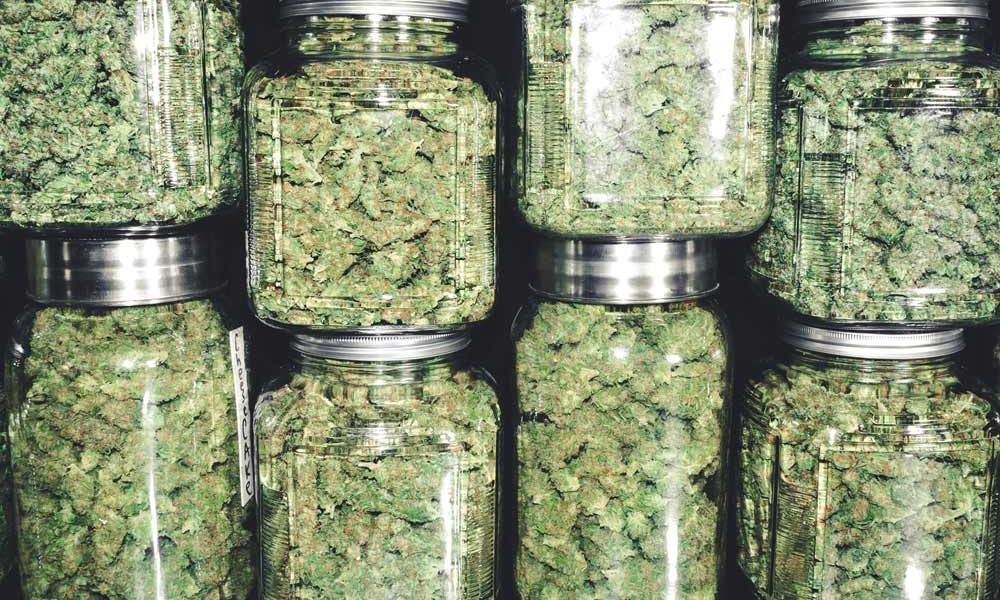 Cannabis buds in jars