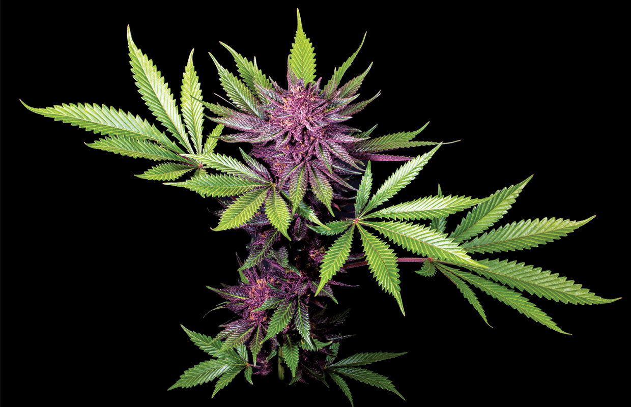 La fleur violette vibrante de Sirius Black se trouve au milieu de feuilles vert vif.