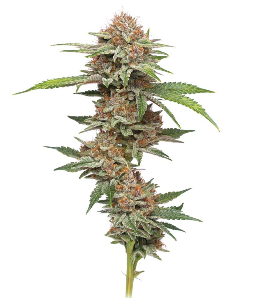 Strain: Blueberry Muffin bred by Humboldt Seeds