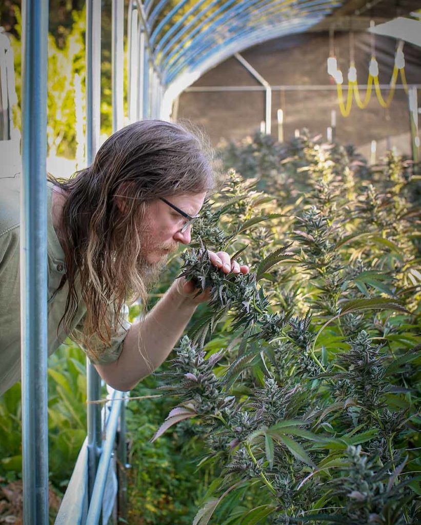Sol Spirit produit du cannabis