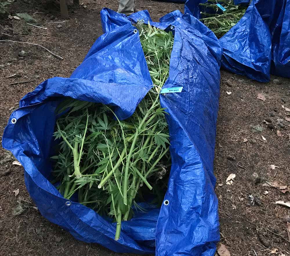 plantes de cannabis après la récolte