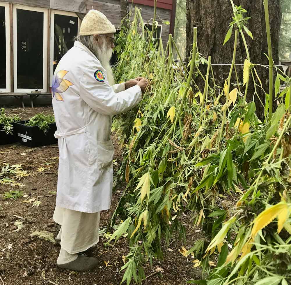 Swami lave les graines de cannabis
