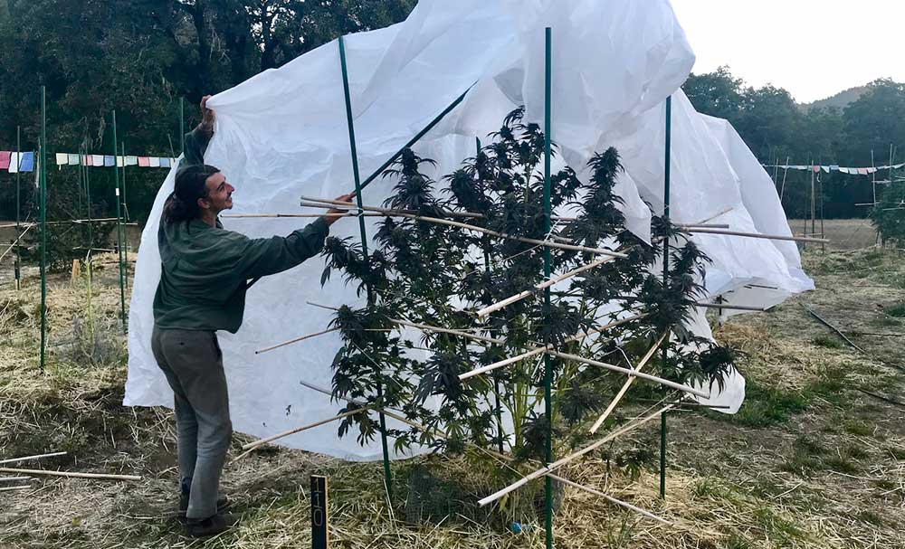 le tissu hivernal des plants de cannabis