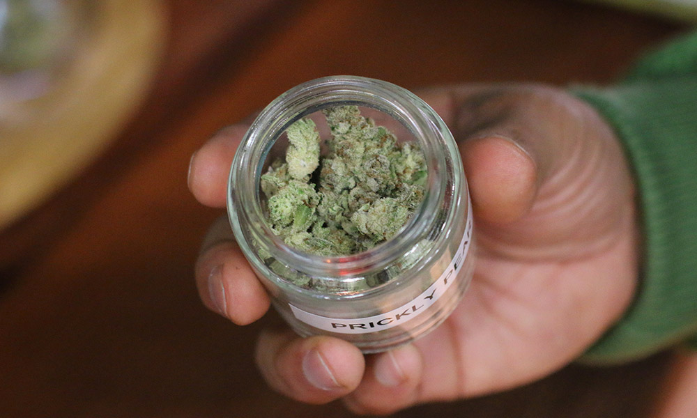 Cannabis Prickly Pear de Sanctuary Farms à l'Emerald Cup 2022