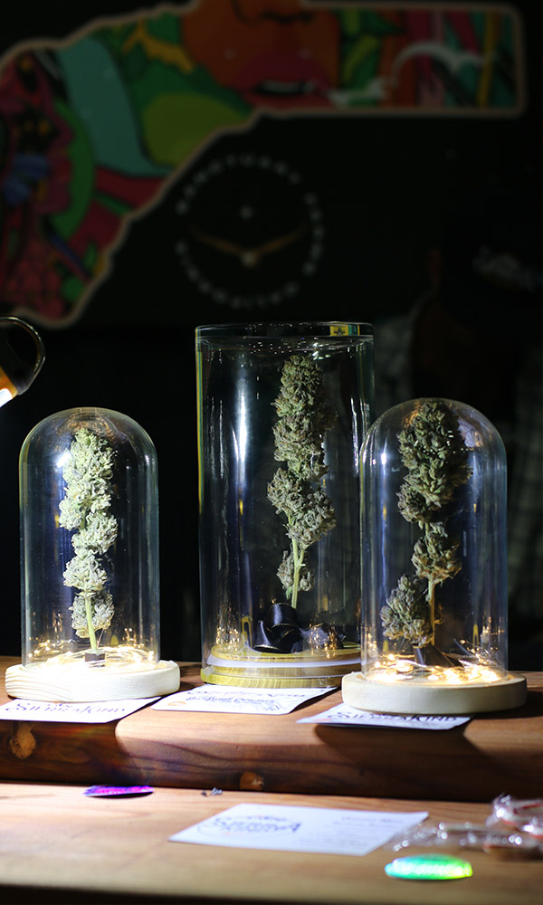 cannabis à l'Emerald Cup 2022