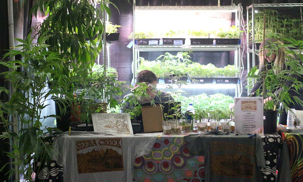 Le stand de Seeba Creek au bal de la récolte de l'Emerald Cup 2022.