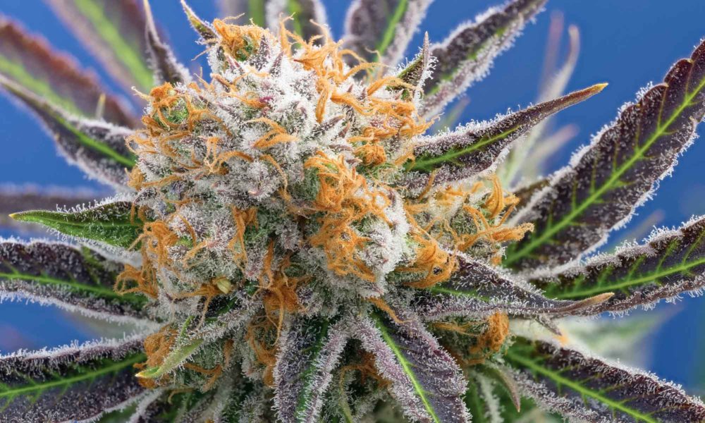 TreeHawk Farms